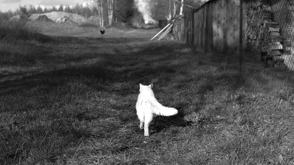 Caminhando Gato Branco Andando Sobre Grama Preto Branco — Fotografia de Stock