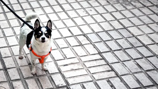 Amarrado Cão Stands Espera Rua — Fotografia de Stock