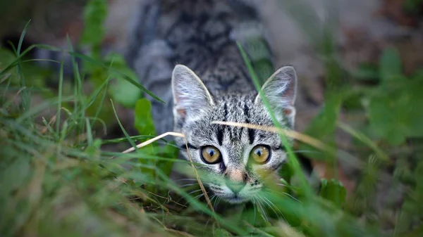 Ulicy Kot Chowa Się Trawy Bliska — Zdjęcie stockowe