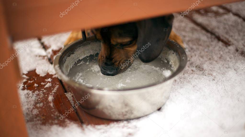 Dog tries to drink water from frozen pot