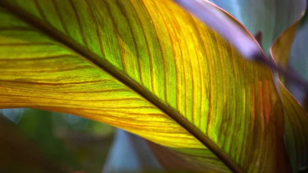 Close Textura Folha Colorida Com Backlit — Fotografia de Stock