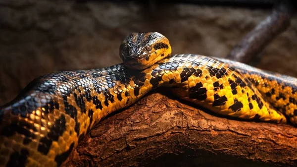 Gele Anaconda Blijft Boomstam Close Dierlijke Portret — Stockfoto