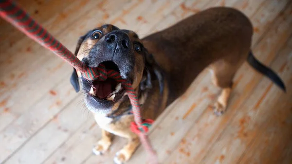 Köpek oyuncak ip ile çalış - hayvan portre kadar yakın