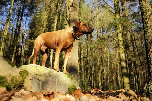 Dog in nature. The dog in the forest. The dog stands on stone. Autumn nature. Sunny day.