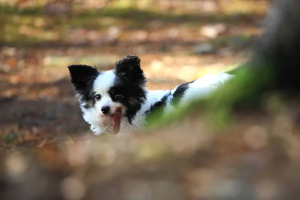 Dog in nature. The dog in the forest. The dog stands on stone. Autumn nature. Sunny day.