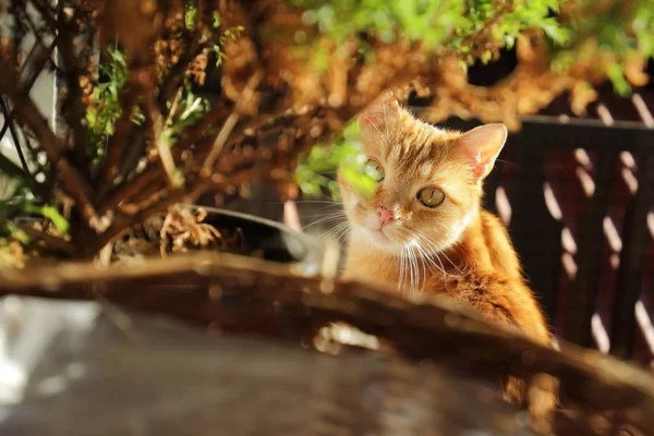 Eine Rotäugige Katze Mit Gelben Augen Porträt Einer Katze Tschechische — Stockfoto