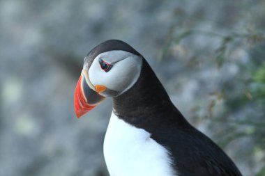 Martı. Puffins herhangi bir parlak renkli gagası ile kuş cins Fratercula alcids üç küçük türlerin çiftleşme sırasında vardır.