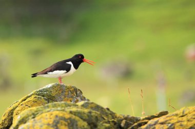 Runde, Avrasya Oystercatcher Haematopus ostralegus Norway.Haematopus ostralegus ada. Orta ölçekli bir kuş. Norveç'te alınan. Runde Adası. Wildland Norveç'in. Vahşi doğa. Plaj deniz kenarında. Kuş taş.