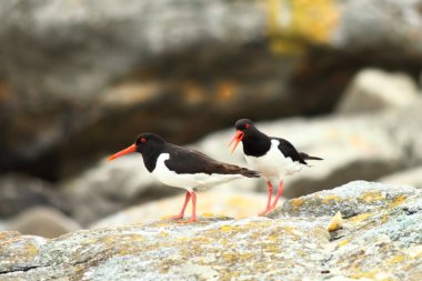 Runde, Avrasya Oystercatcher Haematopus ostralegus Norway.Haematopus ostralegus ada. Orta ölçekli bir kuş. Norveç'te alınan. Runde Adası. Wildland Norveç'in. Vahşi doğa. Plaj deniz kenarında. Kuş taş.