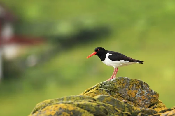 Ostralegus Euroasiático Haematopus Ostralegus Isla Runde Noruega Haematopus Ostralegus Pájaro — Foto de Stock