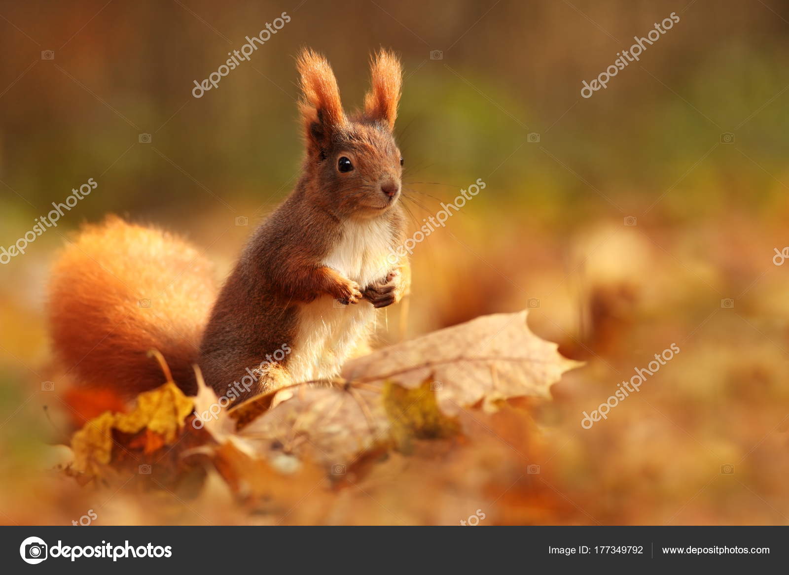 Squirrel Photographed Czech Republic Squirrel Medium Sized Squirrel Photographed Czech Republic Squirrel Medium Sized