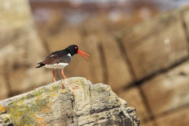 Haematopus ostralegus. Orta ölçekli bir kuş. Norveç'te alınan. Runde Adası. Wildland Norveç'in. Vahşi doğa. Plaj deniz kenarında. Kuş taş.