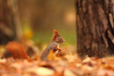 Sincap Çek Cumhuriyeti'nde fotoğraflandı. Sincap bir orta ölçekli kemirgen olduğunu. Batı Avrupa'dan vahşi Doğu Asia.Animal kadar uzanan geniş bir bölge yaşayan. Paslı bir sincap güzel resim. Sincap bir yaprak içinde oturuyor. Sma