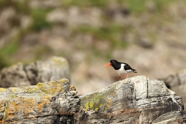 Hämatopus Ostralegus Mittelgroßer Vogel Norwegen Aufgenommen Rund Die Insel Wildland — Stockfoto