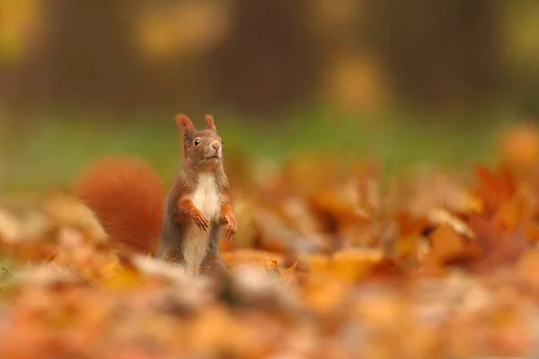 Squirrel Photographed Czech Republic Squirrel Medium Sized Rodent Inhabiting Wide — Stock Photo, Image