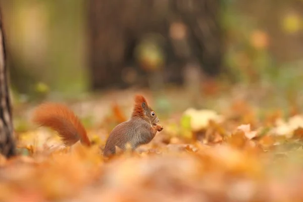 Squirrel Photographed Czech Republic Squirrel Medium Sized Rodent Inhabiting Wide — Stock Photo, Image