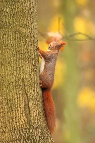 Squirrel Photographed Czech Republic Squirrel Medium Sized Rodent Inhabiting Wide — Stock Photo, Image