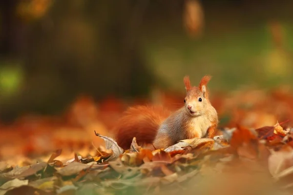 Das Eichhörnchen Wurde Der Tschechischen Republik Fotografiert Eichhörnchen Ist Ein — Stockfoto