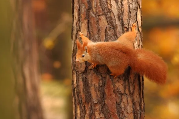 Das Eichhörnchen Wurde Der Tschechischen Republik Fotografiert Eichhörnchen Ist Ein — Stockfoto