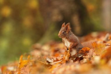 Sincap Çek Cumhuriyeti'nde fotoğraflandı. Sincap bir orta ölçekli kemirgen olduğunu. Batı Avrupa'dan vahşi Doğu Asia.Animal kadar uzanan geniş bir bölge yaşayan. Paslı bir sincap güzel resim. Sincap bir yaprak içinde oturuyor. Sma