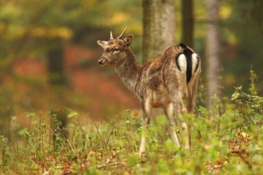 Fallow deer Dama dama. Photographed in the Czech Republic. It is spread throughout Europe. The wild nature of the Czech Republic. Beautiful animal photo. Beautiful mammal. The animal has a large antler.  clipart