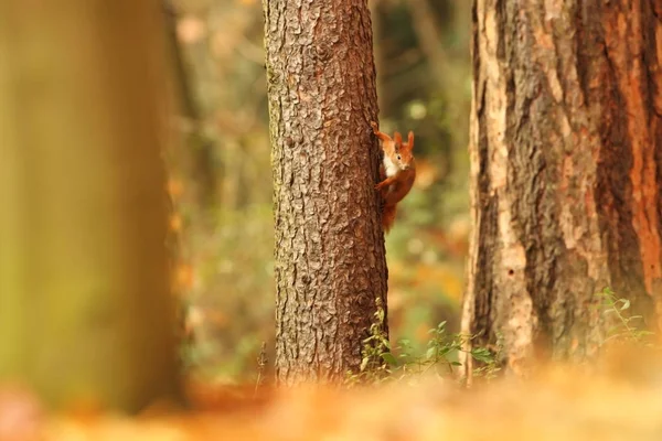 Squirrel Photographed Czech Republic Squirrel Medium Sized Rodent Inhabiting Wide — Stock Photo, Image