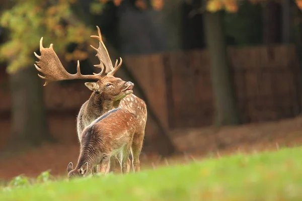 Fallow Cervo Dama Dama Fotografado República Checa Está Espalhada Por — Fotografia de Stock