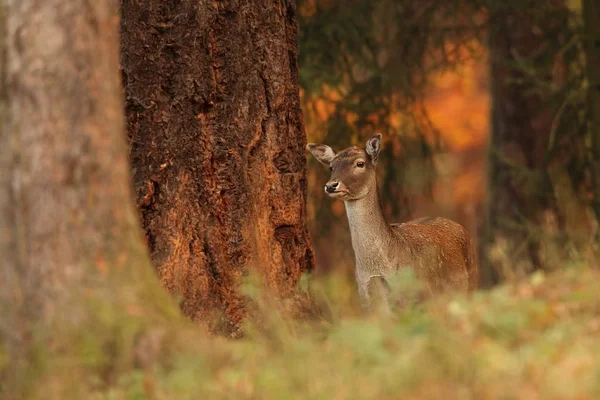 Damwild Dama Dama Dama Fotografiert Der Tschechischen Republik Ist Ganz — Stockfoto