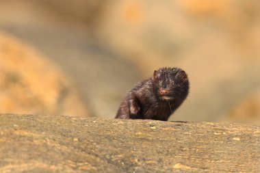 Neovison vison. Norveç'in vahşi doğa. Hayvan taş. Güzel İskandinav doğa. Runde Adası. Av hayvan. Norveç.