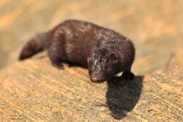 Neovison Vison Vilda Natur Norge Djur Stenar Vacker Nordisk Natur — Stockfoto