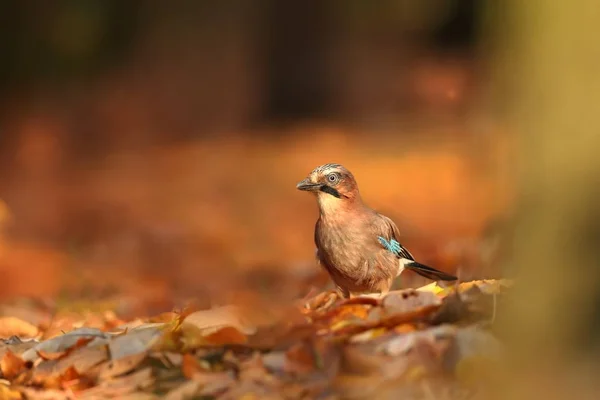 Garrulus Glandarius Bird Autumn Colors Wild Nature Czech Republic Beautiful — Stock Photo, Image