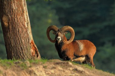 Ovis musimon. Güzel doğa. Vahşi doğa Çek dili Sonbahar, kış ve bahar renkleri. Görkemli bir hayvan. Ormanda. Ayrıntılı olarak doğa. Muflon yaban koyunu cinsin tek temsilcisidir