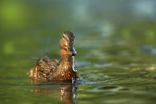 Anas Platyrhynchos Natureza Selvagem República Checa Primavera Natureza Pássaro Água — Fotografia de Stock