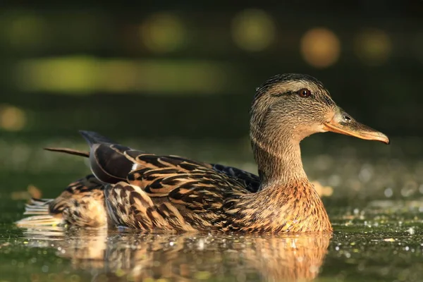 Anas Platyrhynchos Den Vilda Naturen Tjeckien Våren Naturen Fågel Vatten — Stockfoto