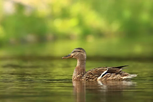 Anas platyrhynchos. The wild nature of the Czech Republic. Spring in nature. Bird on water. — Stock Image Anas Platyrhynchos Wild Nature Czech Republic Spring Nature Bird Water Royalty Free Stock Images