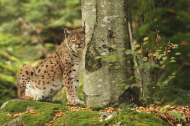 Animal in nature. Autumn colors in the photo. Beast in the photo. Lynx is the biggest cat beast of Europe.  clipart