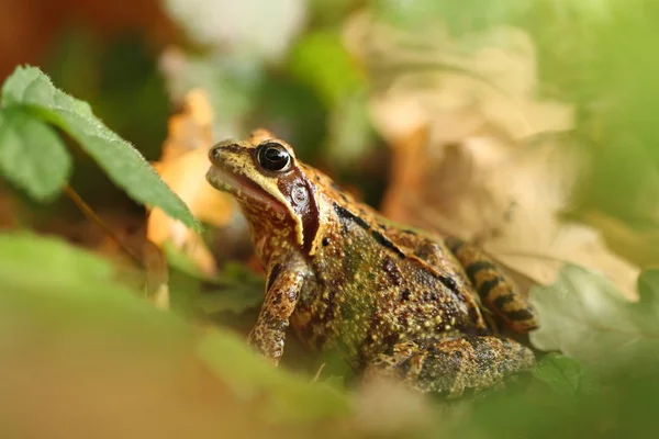 Rana Temporaria Natureza Selvagem Checo Sapo Nas Folhas Sapo Castanho — Fotografia de Stock