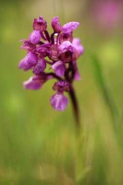 Salepgiller. Çek Cumhuriyeti vahşi doğası. Vahşi doğanın nadir bir bitki. Otların arasında bitki. Güzel resim. Bahar doğa.