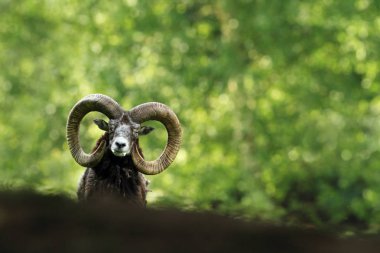 Ovis musimon. Güzel doğa. Vahşi doğa Çek dili Sonbahar, kış ve bahar renkleri. Görkemli bir hayvan. Ormanda. Ayrıntılı olarak doğa. Muflon yaban koyunu cinsin tek temsilcisidir. 