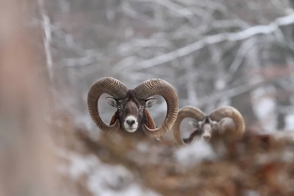 Ovis Musimon Prachtige Natuur Wilde Natuur Van Tsjechië Herfst Winter — Stockfoto