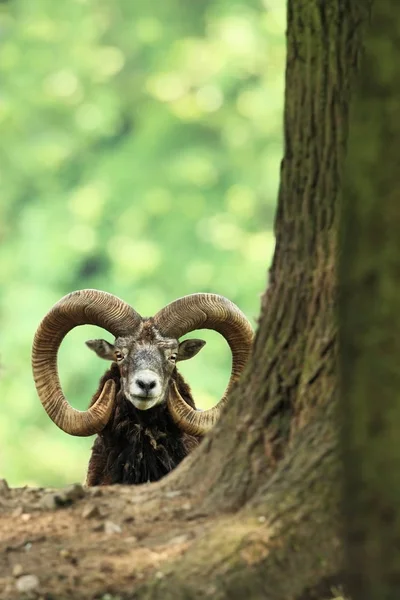 Ovis musimon. Beautiful nature. Wild nature of Czech. Autumn, winter and spring colors. A majestic animal. In the forest. Detail in nature. Muflon is the only representative of the genus of wild sheep.