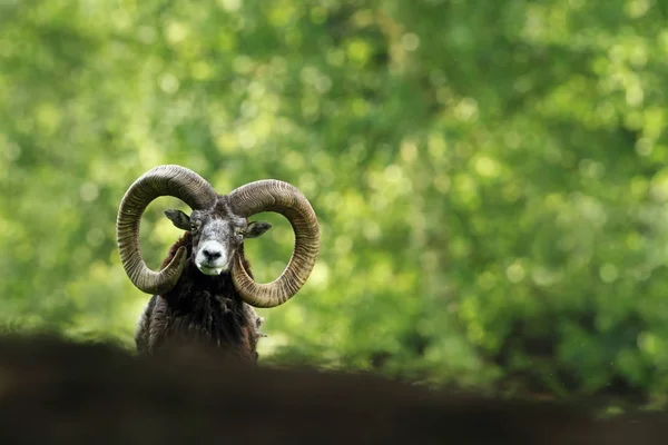 Ovis Musimon Prachtige Natuur Wilde Natuur Van Tsjechië Herfst Winter — Stockfoto