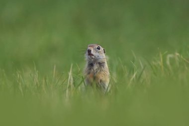 Spermophilus citellus. Vahşi doğa Çek dili Çayır üzerinde hayvan. Otların arasında. Güzel doğa. Ücretsiz doğa. Avrupa'nın vahşi.