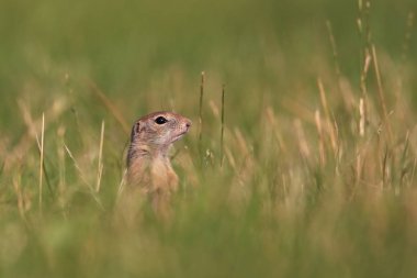 Spermophilus citellus. Vahşi doğa Çek dili Çayır üzerinde hayvan. Otların arasında. Güzel doğa. Ücretsiz doğa. Avrupa'nın vahşi.