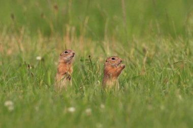 Spermophilus citellus. Vahşi doğa Çek dili Çayır üzerinde hayvan. Otların arasında. Güzel doğa. Ücretsiz doğa. Avrupa'nın vahşi.