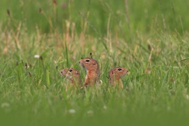 Spermophilus citellus. Vahşi doğa Çek dili Çayır üzerinde hayvan. Otların arasında. Güzel doğa. Ücretsiz doğa. Avrupa'nın vahşi.