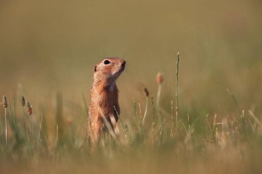 Spermophilus citellus. Vahşi doğa Çek dili Çayır üzerinde hayvan. Otların arasında. Güzel doğa. Ücretsiz doğa. Avrupa'nın vahşi.