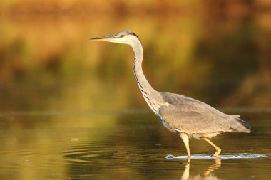 Ardea cinerea. Çek Cumhuriyeti vahşi doğası. Bahar bakışları. Avrupa'nın güzel doğa. Su koca kuş. Yeşil renk içinde belgili tanımlık fotoğraf. İyi atış.