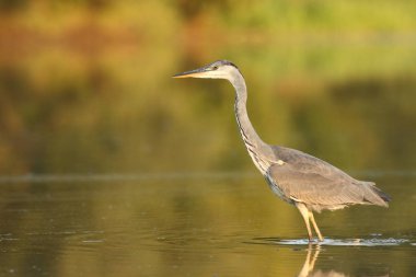 Ardea cinerea. Çek Cumhuriyeti vahşi doğası. Bahar bakışları. Avrupa'nın güzel doğa. Su koca kuş. Yeşil renk içinde belgili tanımlık fotoğraf. İyi atış.