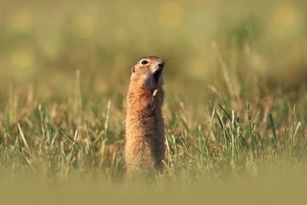 Spermophilus Citellus Alam Liar Dari Ceko Hewan Padang Rumput Itu — Stok Foto